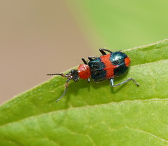 Dicranolaius bellulus