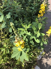 Crotalaria assamica