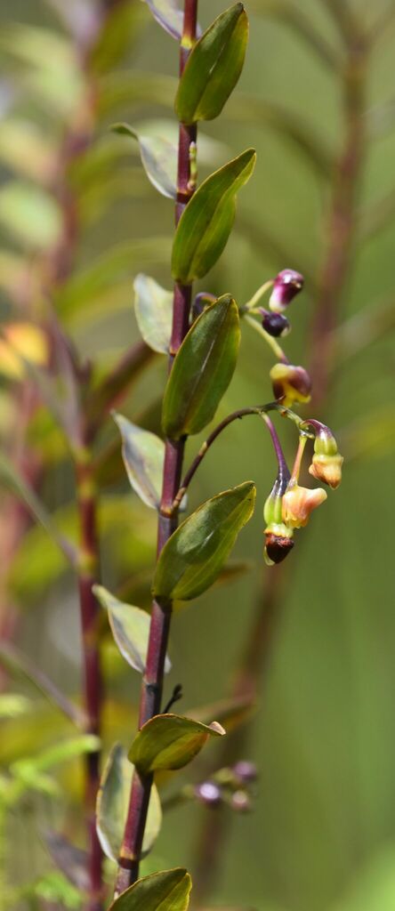 Dendrobium prostheciglossum Schltr. 3