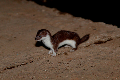 Least Weasel