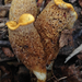 Gymnopaxillus morchelliformis - Photo (c) Damon Tighe, algunos derechos reservados (CC BY-NC), subido por Damon Tighe