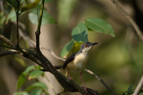 Ashy Prinia (Prinia socialis), photo 7