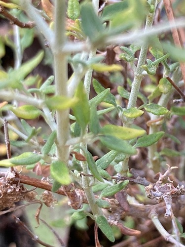 Image of Teucrium marum by (c) Fabien Anthelme, some rights reserved (CC BY-SA)