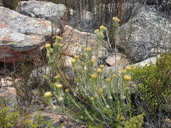 Phylica nigromontana