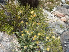 Phylica nigromontana