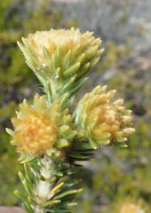 Phylica nigromontana