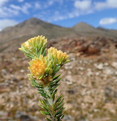 Phylica nigromontana