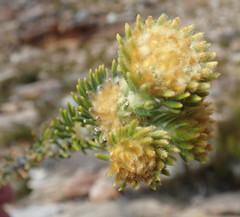 Phylica nigromontana