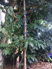 Davidsonia jerseyana