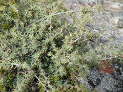 Aspalathus rigidifolia