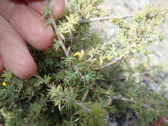 Aspalathus rigidifolia
