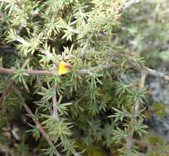 Aspalathus rigidifolia