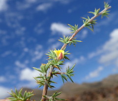 Aspalathus rigidifolia