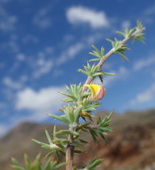 Aspalathus rigidifolia