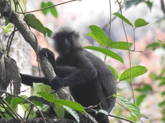 Semnopithecus johnii