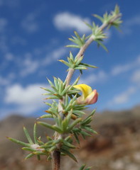 Aspalathus rigidifolia