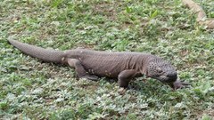 Heloderma horridum