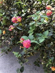 Lantana camara