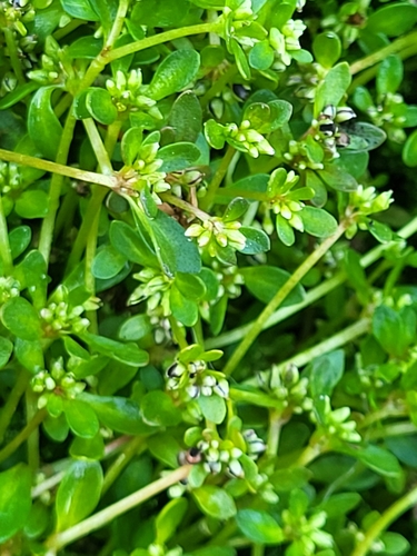 Image of Koenigia islandica by (c) Jacek Pietruszewski, some rights reserved (CC BY)
