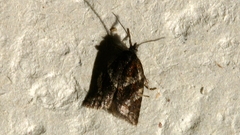Philedonides lunana