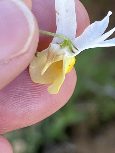 Image of Nemesia anisocarpa by (c) Charleen Brunke, some rights reserved (CC BY)