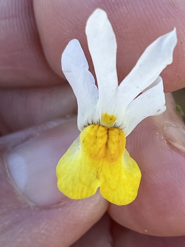 Image of Nemesia anisocarpa by (c) Charleen Brunke, some rights reserved (CC BY)