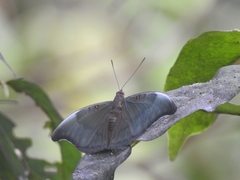 Dophla evelina