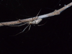Tetragnatha bituberculata