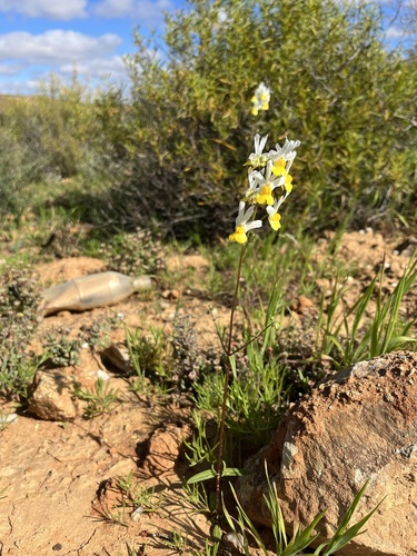 Image of Nemesia anisocarpa by (c) Charleen Brunke, some rights reserved (CC BY)