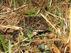 Lithobates areolatus