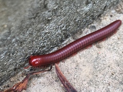 Trigoniulus corallinus