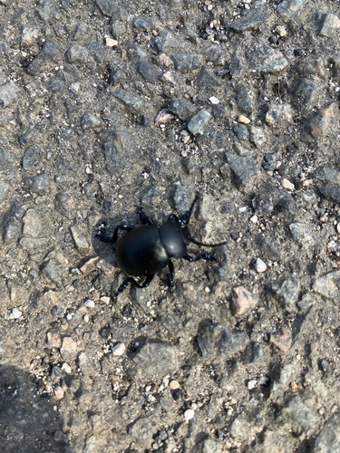 Timarcha tenebricosa