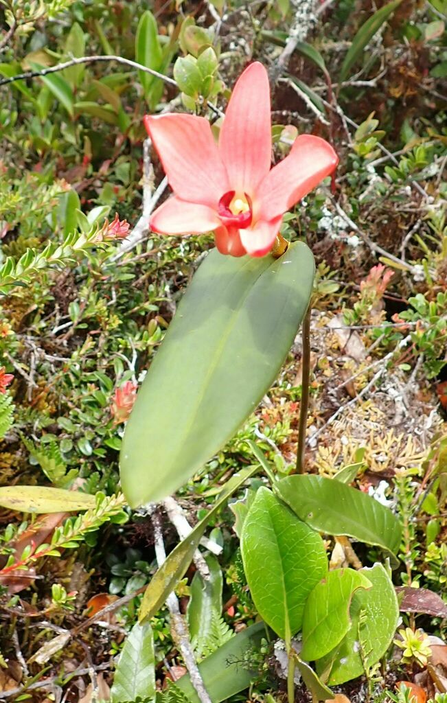 Dendrobium regale Schltr.