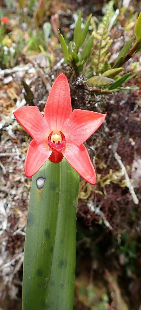 Dendrobium regale Schltr. 2