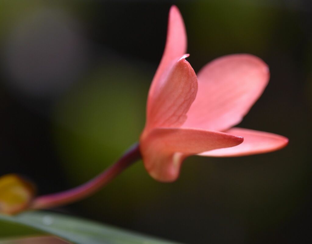 Dendrobium regale Schltr. 3