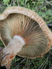 Lactarius deliciosus image