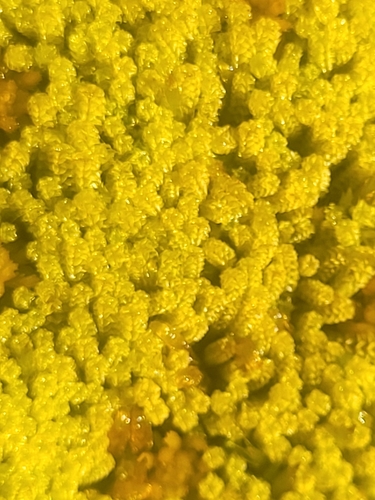 Image of Paludella squarrosa by (c) Jacek Pietruszewski, some rights reserved (CC BY)