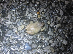 Pseudacris triseriata