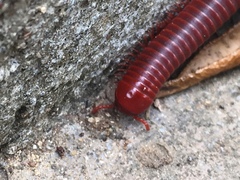 Trigoniulus corallinus