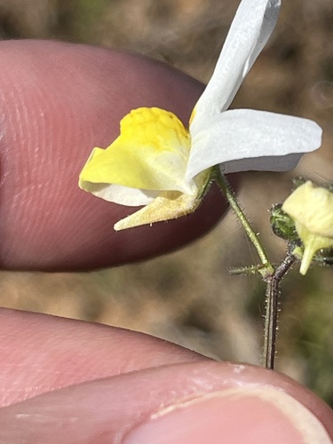 Image of Nemesia anisocarpa by (c) Charleen Brunke, some rights reserved (CC BY)