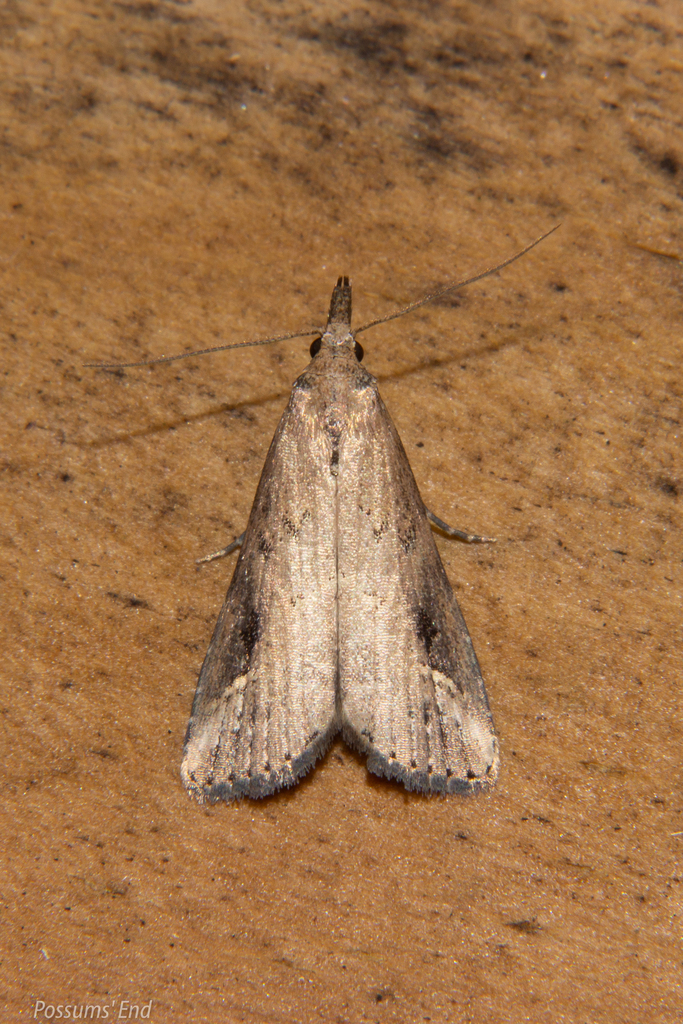 Pinion-streaked Snout