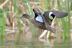 Chestnut Teal photo 2