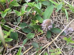 Uraria lagopodioides