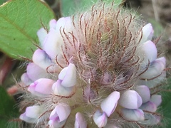 Uraria lagopodioides