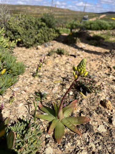 Bulbine fallax