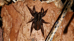 Alopecosa pulverulenta