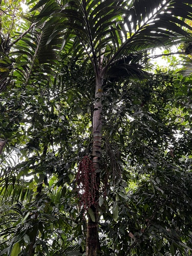 Pinanga insignis observed 2023-08-19