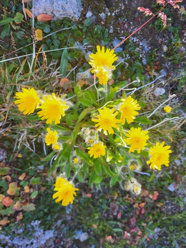 Image of Hieracium alpinum by (c) Jacek Pietruszewski, some rights reserved (CC BY)