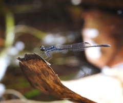 Agriocnemis splendidissima