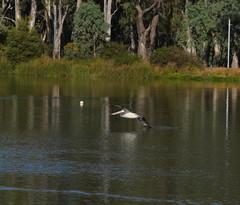 Pelecanus conspicillatus